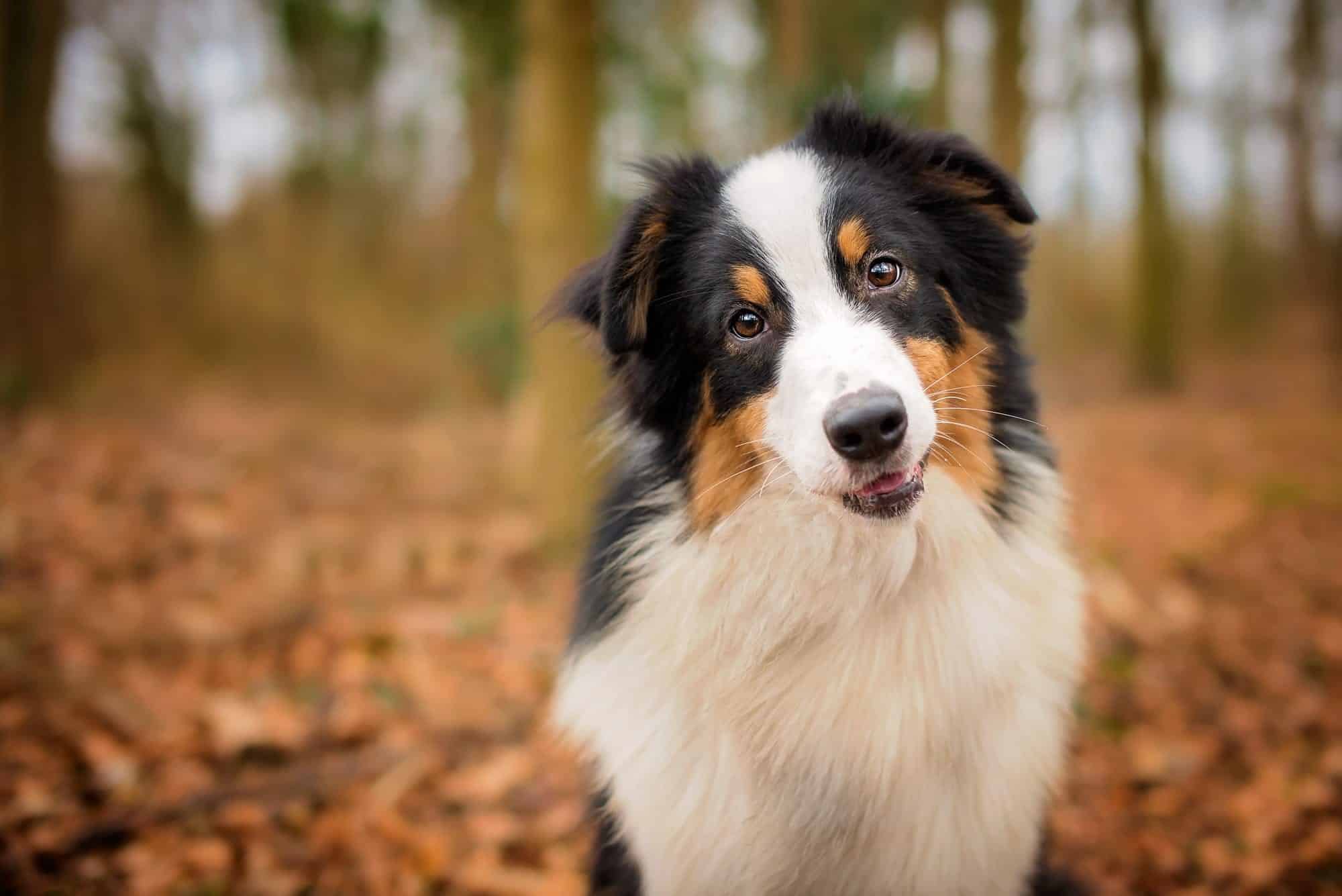 tips for dog photography