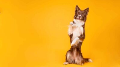 Tricks for Dog Photography