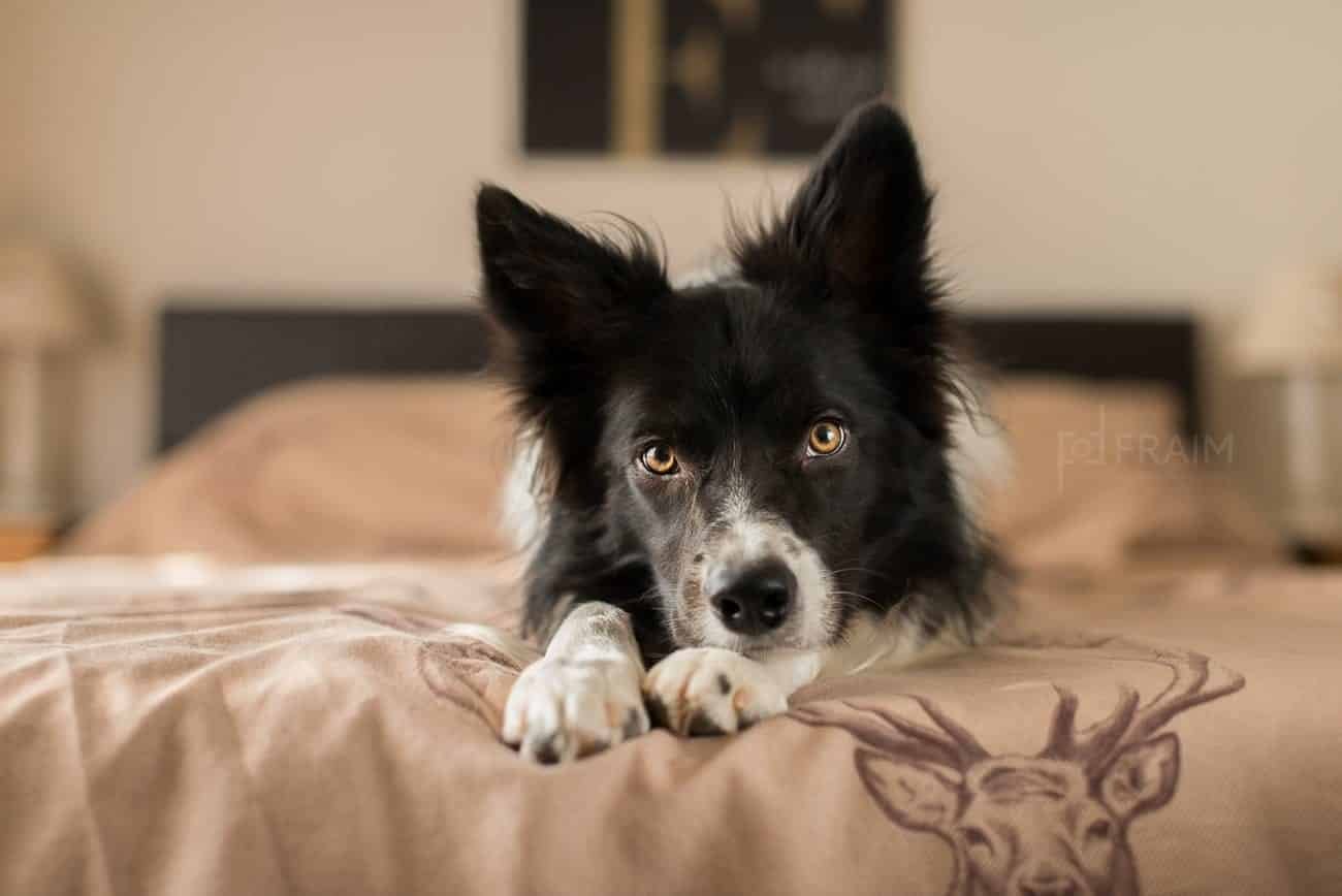 indoor dog photography - that dog spot