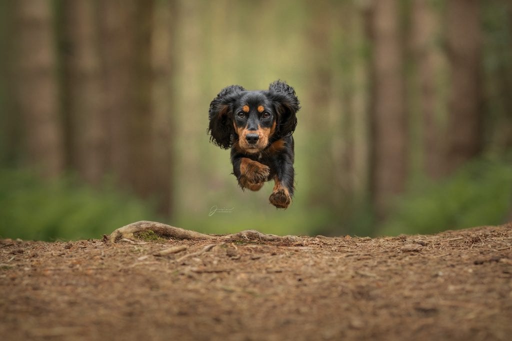photographing dogs running
