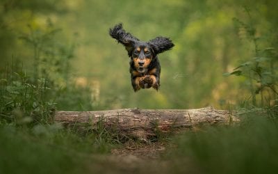 How To: Photograph Dogs Running – Action Photography 101