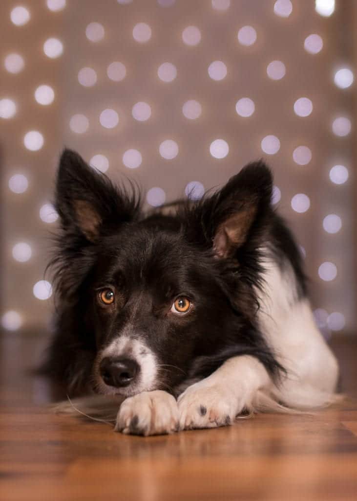 How To: Photograph Pets with Holiday Lights » That Photography Spot