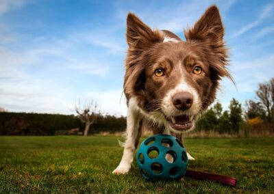 dog photography tuition that dog spot