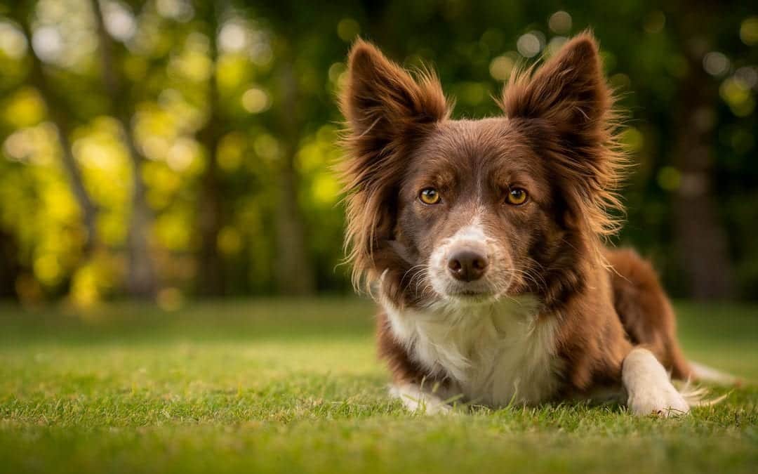 how to outdoor dog photography portrait