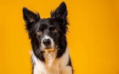 How To: Set up a dog photography studio in a small space