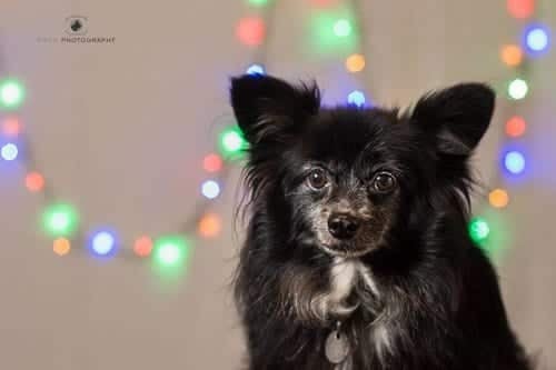 How to photograph dogs with fairy lights