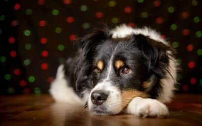 How To: Photograph Dogs with Fairy Lights