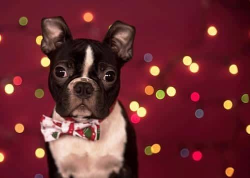How to photograph dogs with fairy lights