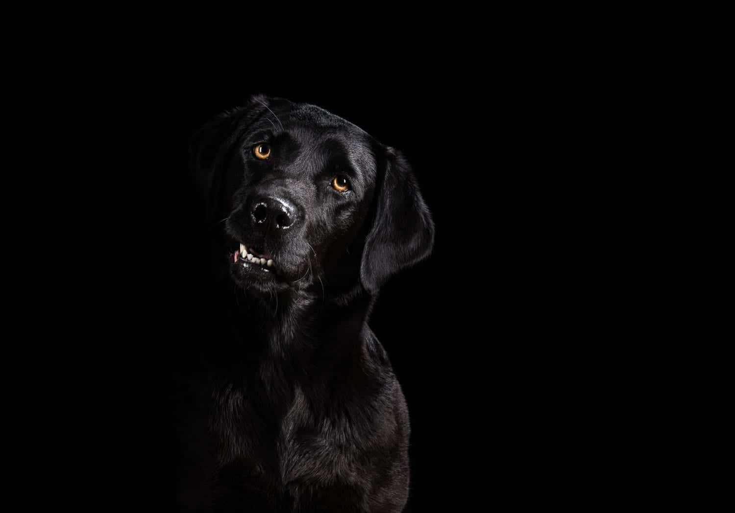 How to photograph a dog on a black background (Studio) » That Photography  Spot