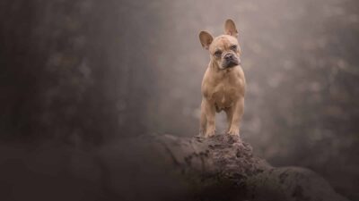How to photograph dogs on leads for easy editing