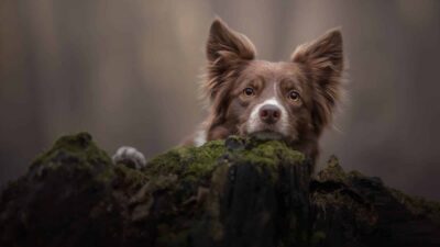 Best Portrait Lens for Dog Photography – The Sigma Art 105 1.4