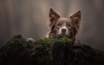 Best Portrait Lens for Dog Photography – The Sigma Art 105 1.4