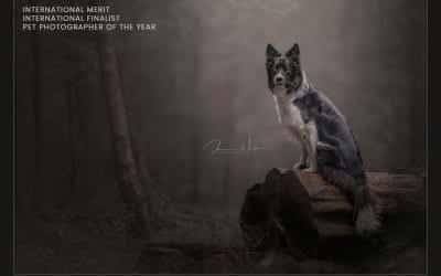 Pet Photographer of the Year 2020