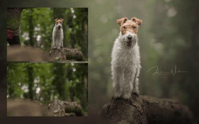 How to quickly composite images to remove distractions