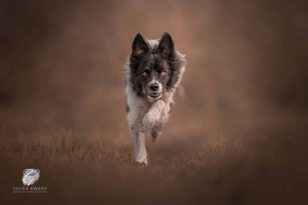 how do you photograph a dog in motion