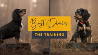 Bryt Diaries – The training of a dog model.