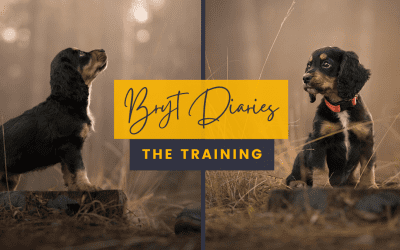 Bryt Diaries – The training of a dog model.