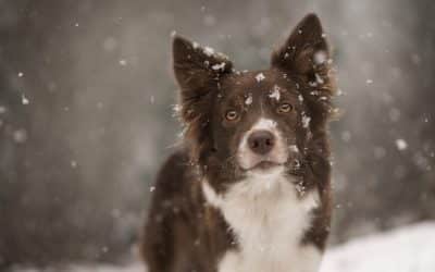 How to photograph portraits in snow