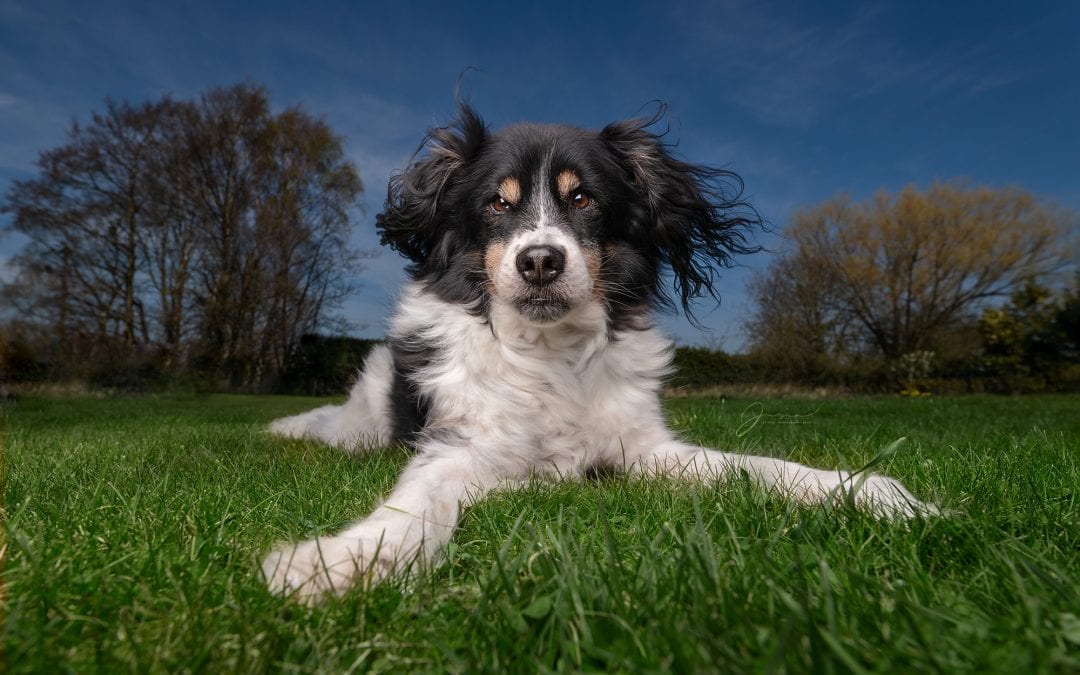 How to do "Big Sky" dog photography - That Photography Spot