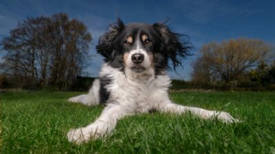How to do “Big Sky” dog photography