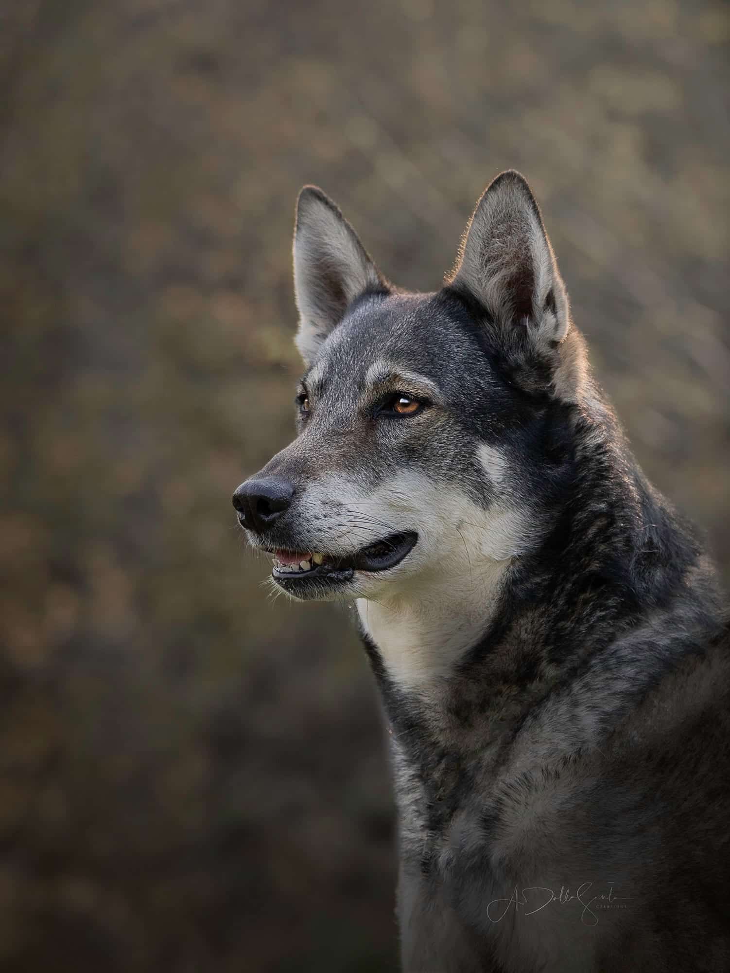 Outdoor Canine Portrait Course » That Tog Spot