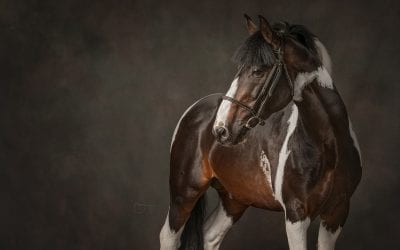 Behind the scenes photographing horses in studio