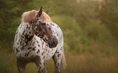 Equine photography behind the scenes (& MTog full edit)