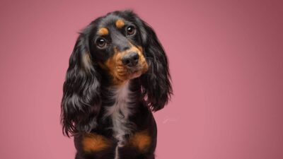 How to use butterfly lighting with dogs in a small studio