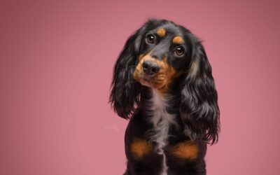 How to use butterfly lighting with dogs in a small studio