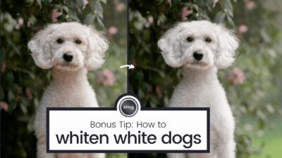 How to edit white dogs whiter