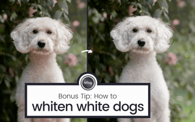How to edit white dogs whiter