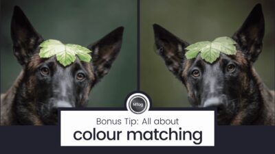 MTog Bonus: Colour matching