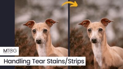 MTog Bonus: Handling Tear Stains/Strips