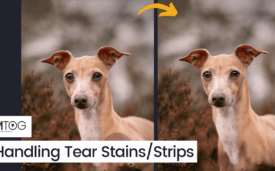 MTog Bonus: Handling Tear Stains/Strips