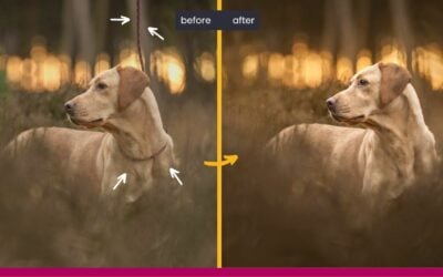 How to remove dog leads & collars in Photoshop