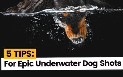 How to Photograph Dogs “Underwater” – Treat-Bobbing!