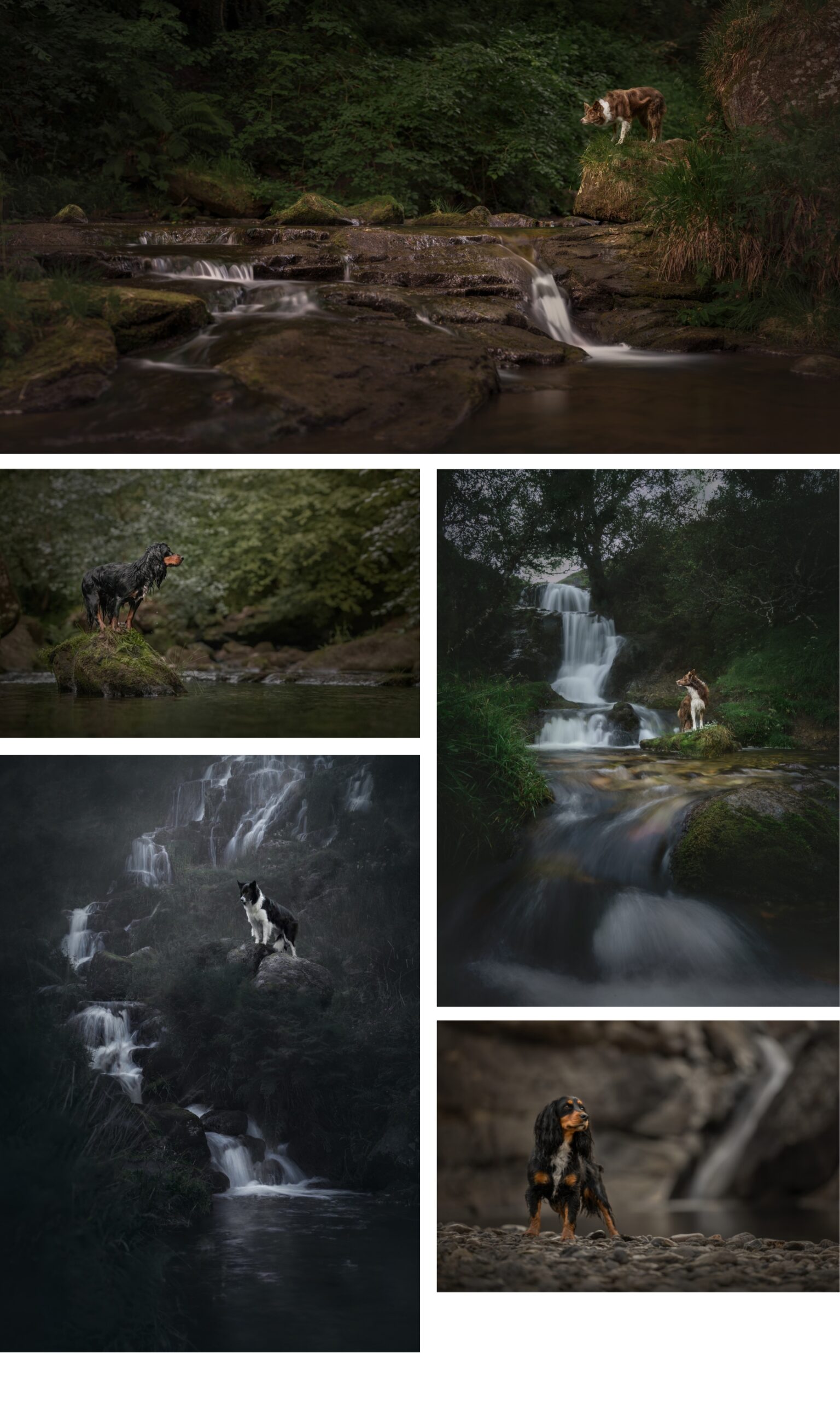 collection of dog photography at waterfalls
